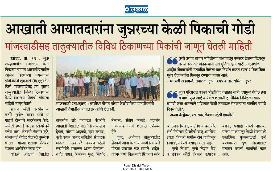 आखाती आयातदारांना जुन्नरच्या केळी पिकाची गोडी